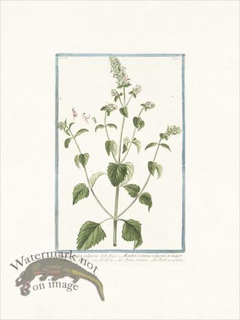 Bonelli 280 Cat Mint